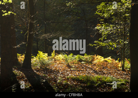 Farne in einem Waldgebiet clearing an Hardcastle Klippen in der Nähe von Hebden Bridge, West Yorkshire; im Herbst. Stockfoto