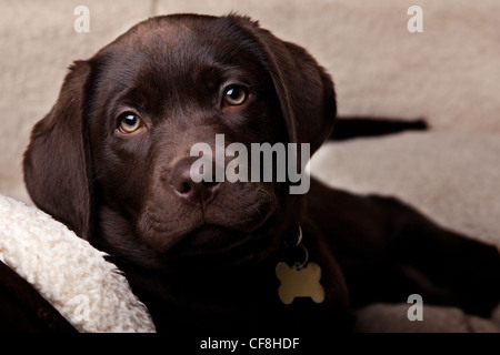 Chocolate Labrador Welpen Stockfoto