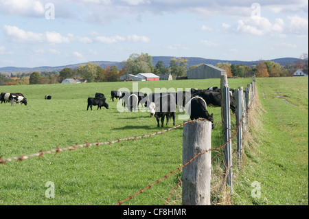 Kühe hinter einem Stacheldrahtzaun, Hampden, Maine. Stockfoto