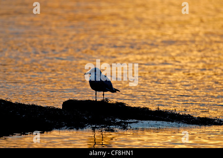 Einsamer Juvenile Silbermöwe auf küstennahen Felsen im Abendlicht, Britisch-Kolumbien Kanada.  SCO 8072 Stockfoto