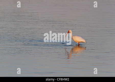 Weißer Ibis (Eudocimus Albus) waten im Gezeiten Wohnung, Ding Darling Wildlife Refuge, Florida. Stockfoto