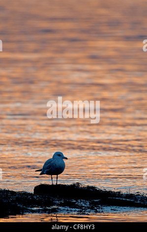 Einsamer Juvenile Silbermöwe auf küstennahen Felsen im Abendlicht.  SCO 8081 Stockfoto