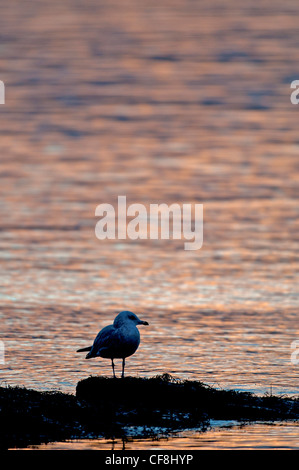 Einsamer Juvenile Silbermöwe auf küstennahen Felsen im Abendlicht.  SCO 8082 Stockfoto