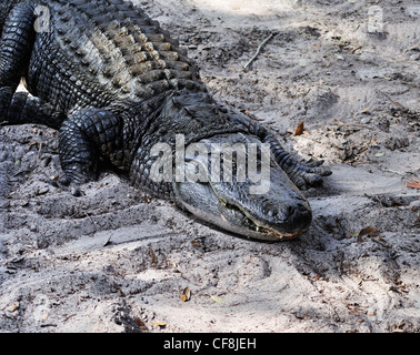 Amerikanischer Alligator In der Sonne aalen Stockfoto