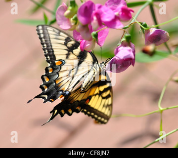 ein gelber Schmetterling auf Zuckererbsen Blumen Stockfoto