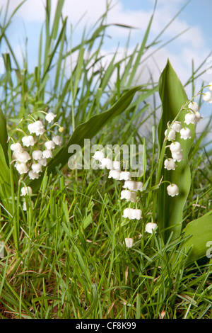 Flachschuss von Wildblumen-von-der-Maiglöckchen wächst Gras Stockfoto