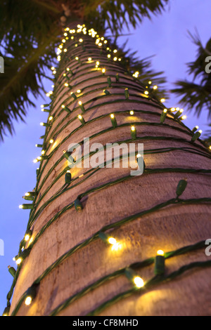 eine Palme in den Tropen dekoriert für den Urlaub Stockfoto