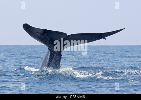 Blauwal mit Rute aus dem Wasser hob Stockfoto