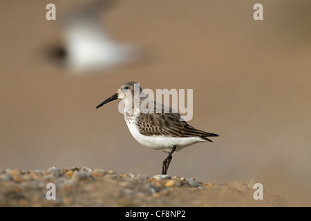 Alpenstrandläufer Calidris Alpina am Kiesstrand im winter Stockfoto