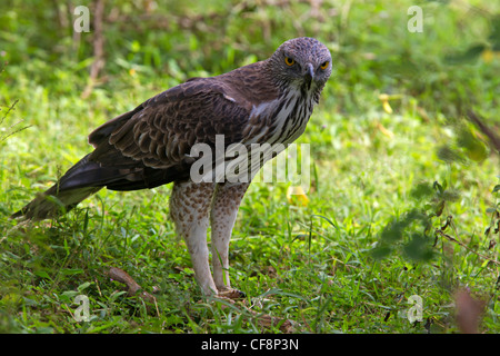 Wandelbar, crested Falke-Adler Stockfoto