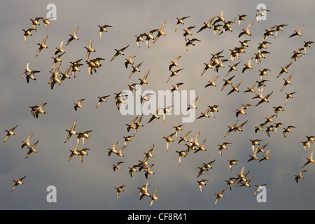 Pfeifente Anas penelope Herde füttern im Winter bei RSPB Reservat Titchwell Norfolk Stockfoto