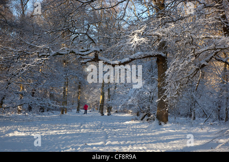 Birke und Buche Holz Hertfordshire im Schnee Stockfoto