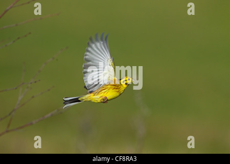 Die Goldammer wären Emberiza citrinella im Flug Stockfoto