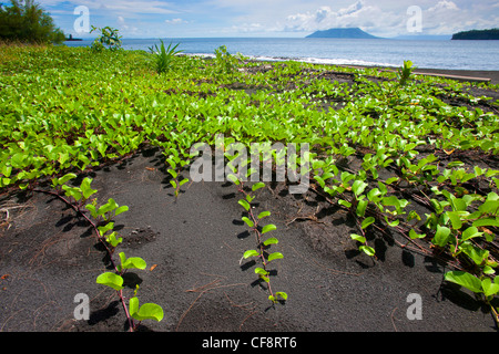 Anak, Krakatau, Indonesien, Asien, Java, Insel, Insel, Vulkan, Vulkanismus, Geologie, Meer, Reisen, Urlaub, Ferien, Küste, Strand, Stockfoto