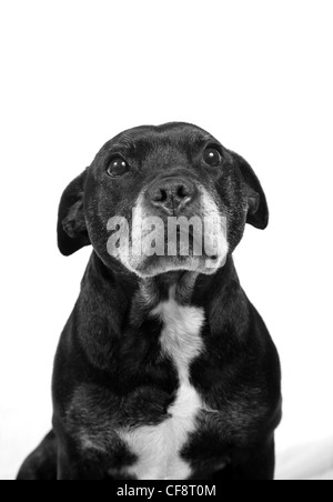 Staffordshire Bullterrier Stockfoto