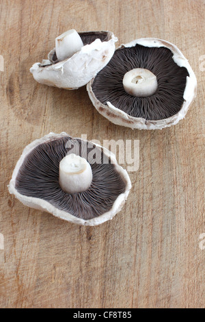 Einen großen flachen Pilz auf einer Holzoberfläche Stockfoto