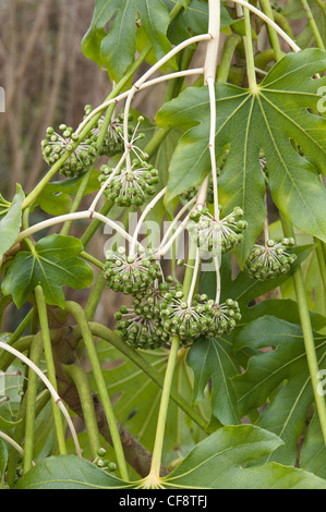 Fatsia Japonica immergrüner Strauch mit Schnee bedeckt und schützt sich somit durch halb welke Stockfoto