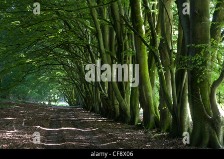 Eine Allee von alten Buche Bäume am Chilgrove. Stockfoto