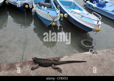 Leguan im Hafen von Santa Cruz Galapagos Ecuador Stockfoto