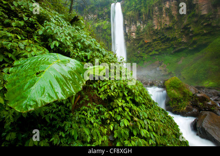 Tawangmangu, Indonesien, Asien, Java, Urwald, Dschungel, Regenwald, Natur, Gulch, Felsen, Klippe, Wasserfall, Natur, Wasser, Stockfoto