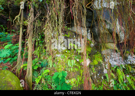 Tawangmangu, Indonesien, Asien, Java, Urwald, Dschungel, Regenwald, Natur, Fels, Felsen, Bäume, Wurzeln Stockfoto