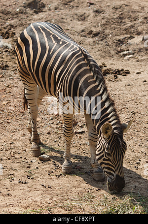 Zebra Essen in Bangkok Dusit Zoo, Thailand Stockfoto