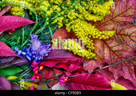Hintergrund von herbstlichen Wald Blätter und Früchte Stockfoto