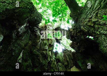 Ein Blick ins Innere der Wyndham Eiche Baum Stockfoto