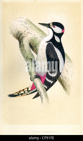 Vintage-print ein Buntspecht (oder größere Spotted Woodpecker), Dendrocopos großen Stockfoto