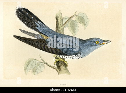 Vintage Print von einem gemeinsamen Kuckuck (Cuculus Canorus) ist ein Mitglied der Kuckuck Ordnung der Vögel, Cuculiformes. Stockfoto