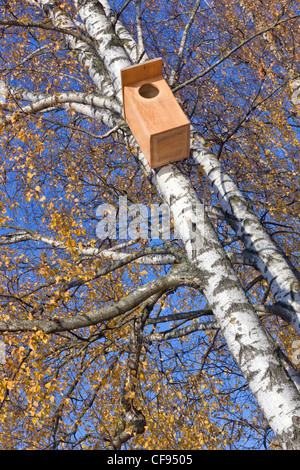 Starling Vogelhaus hängt Herbst Birke Bäume hochauflösende Hintergrund Stockfoto