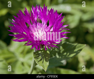 Lila Kornblume (Centaurea Dealbata Steenbergii) Stockfoto