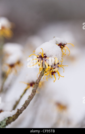 Blühende Zaubernuss Hamamelis Mollis, eine sommergrüne Winter blühender Strauch an einem kalten Wintermorgen begrenzt im Schnee Stockfoto