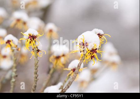 Blühende Zaubernuss Hamamelis Mollis, eine sommergrüne Winter blühender Strauch an einem kalten Wintermorgen begrenzt im Schnee Stockfoto