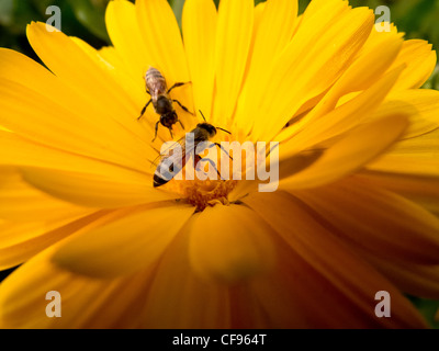 Nahaufnahme von zwei Bienen sammeln Pollen aus einer gelben Blume Stockfoto