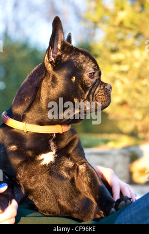Junge, schwarze französische Bulldogge (sechs Monate alt) stehen im Schoß Eigentümer Stockfoto