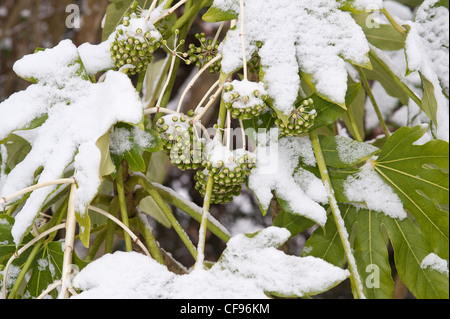 Fatsia Japonica immergrüner Strauch mit Schnee bedeckt und schützt sich somit durch halb welke Stockfoto