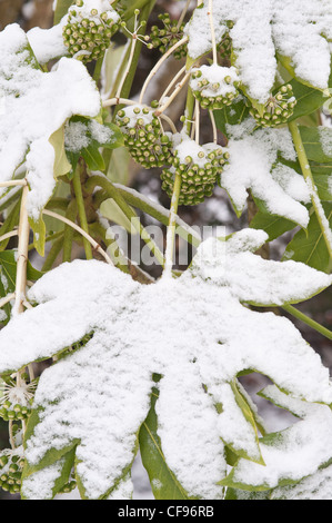 Fatsia Japonica immergrüner Strauch mit Schnee bedeckt und schützt sich somit durch halb welke Stockfoto