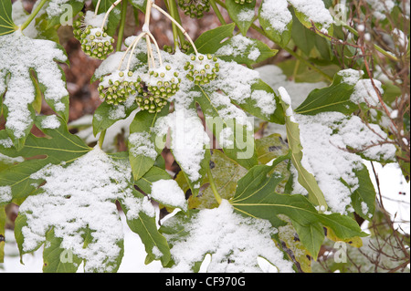 Fatsia Japonica immergrüner Strauch mit Schnee bedeckt und schützt sich somit durch halb welke Stockfoto