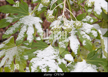 Fatsia Japonica immergrüner Strauch mit Schnee bedeckt und schützt sich somit durch halb welke Stockfoto