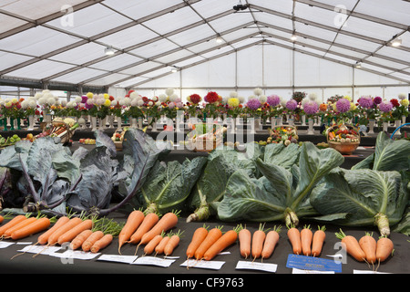 Preisgekrönte Gemüse am Malvern Herbst zeigen 2011 drei Grafschaften Show Ground Stockfoto