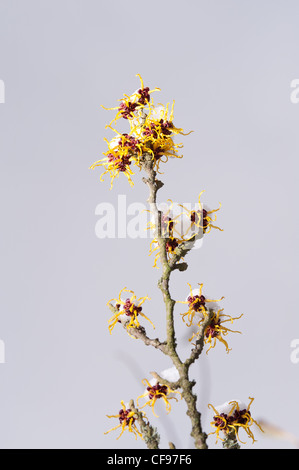 Blühende Zaubernuss Hamamelis Mollis, eine sommergrüne Winter blühender Strauch an einem kalten Wintermorgen begrenzt im Schnee Stockfoto