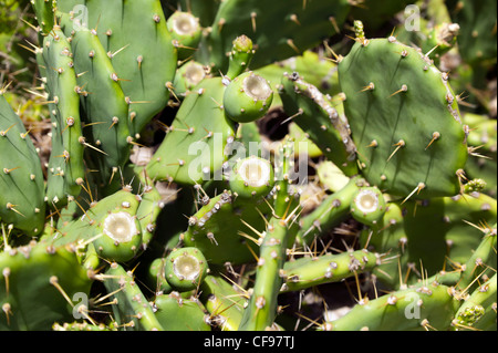 Nahaufnahme einer Kaktusfeige-Anlage mit einer (Opuntia Robusta) Stockfoto
