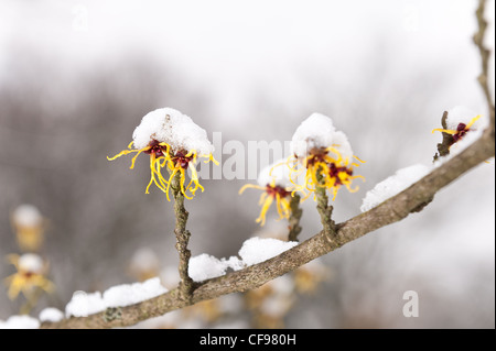 Blühende Zaubernuss Hamamelis Mollis, eine sommergrüne Winter blühender Strauch an einem kalten Wintermorgen begrenzt im Schnee Stockfoto