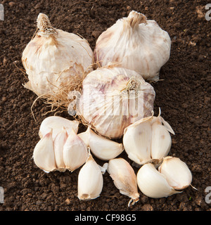 Bio-Knoblauch Blumenzwiebeln gepflanzt werden warten Stockfoto