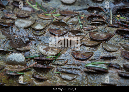 Die Geld-Baum in der Nähe von Aira Force, Cumbria, Lake District, England Stockfoto