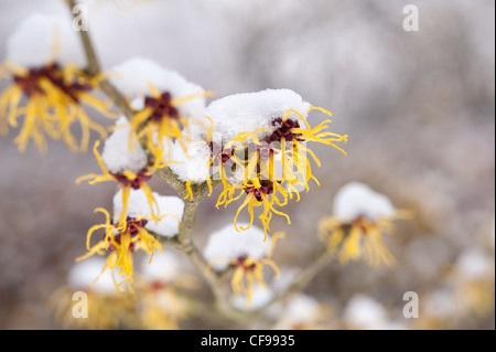 Blühende Zaubernuss Hamamelis Mollis, eine sommergrüne Winter blühender Strauch an einem kalten Wintermorgen begrenzt im Schnee Stockfoto