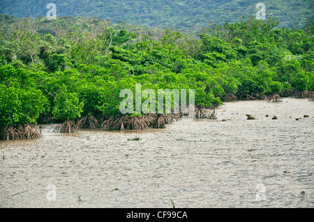 Mangrovenbäume in einem schlammigen braunen Fluss stehend, ihre Wurzeln als es ist Ebbe. Stockfoto