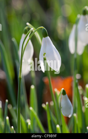 Schneeglöckchen Schneeglöckchen Gartenanlagen im Wald von Painswick Rococo Garden, Gloucestershire, England, Großbritannien Februar Winter Stockfoto