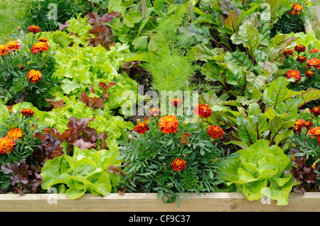 Blumen und Gemüse in einem Hochbeet, einschließlich, Ringelblumen, Salat, Dill & rote Beete, Norfolk, UK, Juni Stockfoto